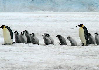 Γιατί ένα ρομπότ ζει με μία αποικία πιγκουίνων στην Ανταρκτική; - Το πείραμα των επιστημόνων
